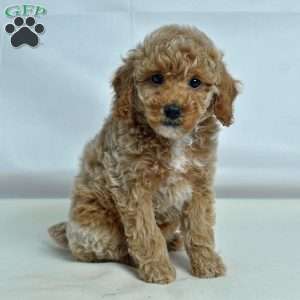 Jan, Miniature Poodle Puppy